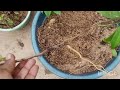 కోత నుండి మందారం ఎలా పెంచాలి grow hibiscus from cuttings grow plant from cuttings