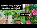 How to grow Hibiscus from cuttings||grow hibiscus from cuttings||grow plants from cuttings