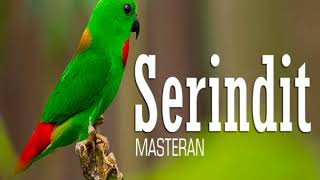 Serindit Gacor Cor
