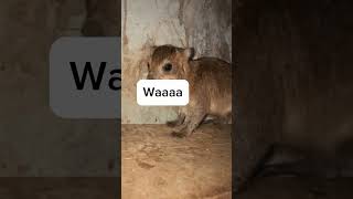 Awawa hyrax 😹😹😹😹 #funny #pets #awawa #hyrax #shorts #viral