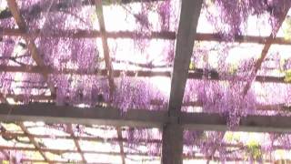 大垣市 「赤坂スポーツ公園」 ～藤の花～