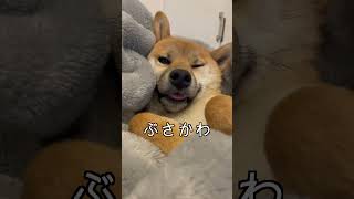 かわいいブサイクな寝顔の柴犬 #shorts