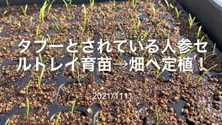 タブーとされている人参のセルトレイ育苗発芽したので慎重に畑へ定植しました。2021/11/11 #68 #家庭菜園 #野菜栽培 #無肥料 #人参