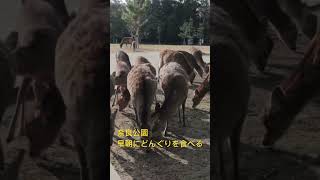 早朝にどんぐりを食べる奈良公園の鹿。　#shorts   #奈良の鹿  #奈良公園  #narapark  #deer