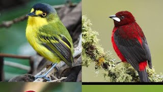 worlds most beautiful sparrows#beautiful #sparrow #birds @nimrascreations226