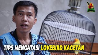 CARA MENGATASI LOVEBIRD KAGETAN/ GIRAS