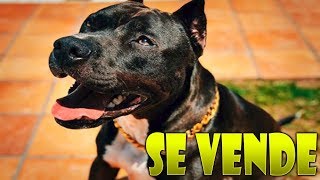 Pongo A La Venta A Thor Y Makiman Casi Me Deja