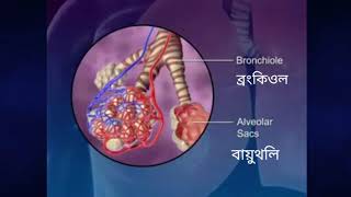 Respiratory System Of Human (মানুষের শ্বসনতন্ত্র ও শ্বাসকৌশল)