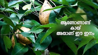 ജാതികര്‍ഷകര്‍ക്കിടയില്‍ താരമായ് ഈ ഇനം