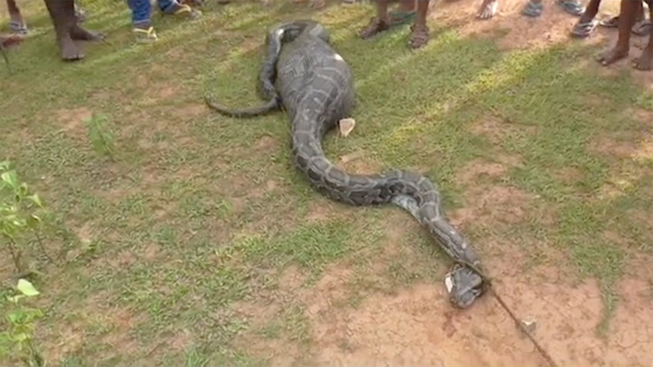 Python Swallows Goat Whole - YouTube