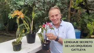 Descifrando el Lenguaje Secreto de las Orquídeas Cattleya