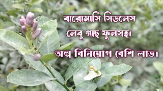 বারোমাসি সিডলেস লেবু ফুলসহ ২ ফিট ঝোপালো চারা। অল্প বিনিয়োগ বেশি  লাভ। Baromasi lebu। Digital Agro।