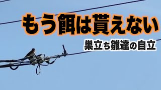 もう餌は貰えない 巣立ち雛達の自立【ツバメ観察2023第1期】