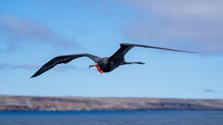 Frigate flying very close to the Pikaia I Yacht in the Galápagos