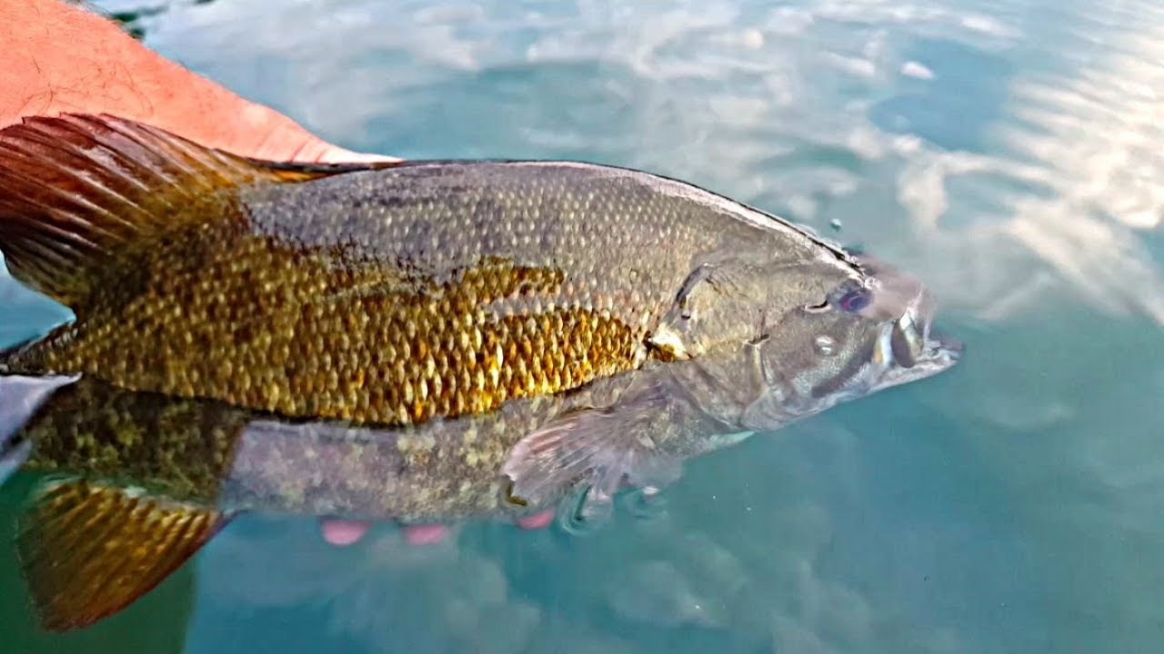 How To Catch Smallmouth Bass The Easy Way - YouTube