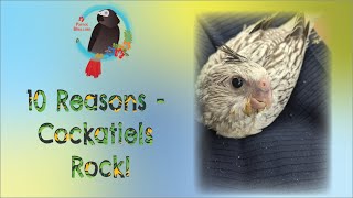 10 Reasons #Cockatiels Are So Popular #Parrot_Bliss