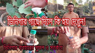 ভিনিগার গাছে দিলে কি হয় দেখুন / গাছে ভিনিগার ব্যবহারের সুফল ও সতর্কতা / unknown use of vinegar