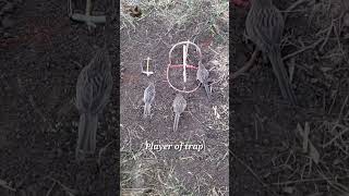 Amazing bird trapping techniques | Bird catching #shorts #ytshorts #youtubeshorts
