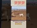 गाय के बछड़े का डिसिप्लिन😆💯 ytshorts calflovers disciplina calf love motivation youtubeshort