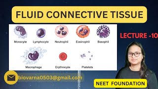 ANIMAL TISSUE | FLUID CONNECTIVE TISSUE | NEET FOUNDATION