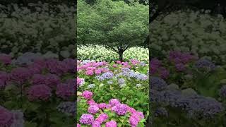 日本之美（家附近的繡球花公園/紫陽花）2022