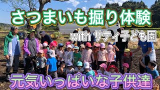 さつまいも収穫体験　幼稚園合同イベント　【AKASAKA farm】