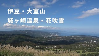 伊豆の大室山・城ヶ崎温泉の花吹雪（10月中旬）