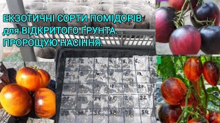 ПРОРОЩУЮ НАСІННЯ ПОМІДОРІВ🍅ДЛЯ РЯСНИХ СХОДІВ 🌱МОЯ РОЗСАДА#пророщуюнасіння#помідори#розсадапомідорів