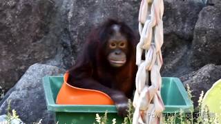 チャッピーとアピのスカイウォークとののんびり午後　　　オランウータン　　　　多摩動物公園