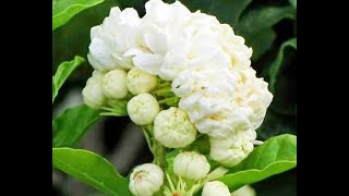 7 April 2022 ഒരു മുല്ല ചെടി മൊട്ടു വന്നത് കണ്ടു നോക്കാം 😍😍jasmine plant malayalam #youtube