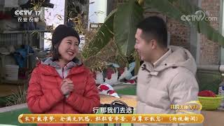 《我的美丽乡村》 20210524 美里湖畔的美丽冬天|CCTV农业