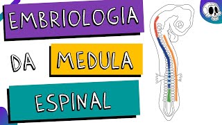 Embriologia da medula espinal