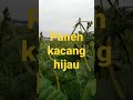 panen kacang hijau