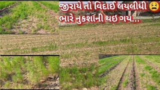 Gujrati Vlog| jiru ma sukaro | Bov loss thygyo jirama | ગુજરતી વ્લોગ| જીરામાં ભારી નુકશાની થય ગય|