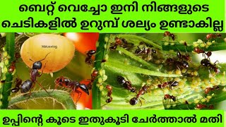 ഉറുമ്പ് ഇനി അടുക്കളയിലും വീട്ടിലും ചെടികളിലും കയറില്ല|How to Get Rid of Ants  From Vegetable plants