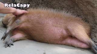 至福の時　カピバラ劇場　Capybara　Time of bliss