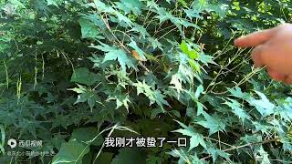 东北野蚕把核桃树吃秃了，这可是美味，两个人到处找，这你敢吃吗