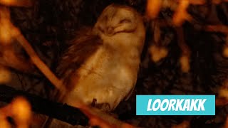 Loorkakk, Tyto alba, Barn Owl - Eesti linnud