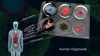 Organoids: A Great 3D Technology Tool to Study Human Biology \u0026 Precision Medicine