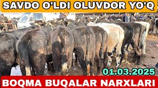 BOQMA VA KICHIK BUQALAR NARXLARI SURXONDARYO MUZRABOT ZANG MOLBOZORI 01.03.2025