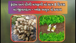 પીળી મગફળી માં માત્ર 22 Rs. મા જીવતદાન !!!!          BlackAmrut/બ્લેકઅમૃત નું ગઝબ પરિણામ