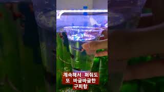 퍼주고 퍼줘도 매일 늘어나는 구피항