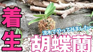 【観葉植物】胡蝶蘭の着生に挑戦してみました♫200円で胡蝶蘭をゲット！