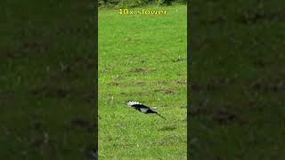 Magpie flight over the field at 40x slow-mo