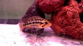 parachromis motaguensis with fry.AVI