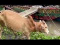 cow unloading cow videos cow video big cow goru hamba cow ep 475