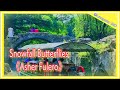 Snowfall Butterflies - Asher Fulero ‖ Audio Collection