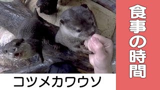 【コツメカワウソ】もぐもぐタイム！＠那須どうぶつ王国　Oriental Small-clawed Otter - Meal Time