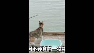 只因投喂流浪猫一条鱼，便走上养猫不归路，妥妥的猫选打工人啊 #000