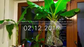 62.🌴🍌Musa Acuminata 'Dwarf Cavendish' Zimowanie w domu🍌02.12.2019🍌🌴